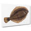 Turbot Fish by Edward Donovan - Wrapped Canvas-55361530
