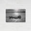"Buffalo I BW" par Debra Van Swearingen-1689363124