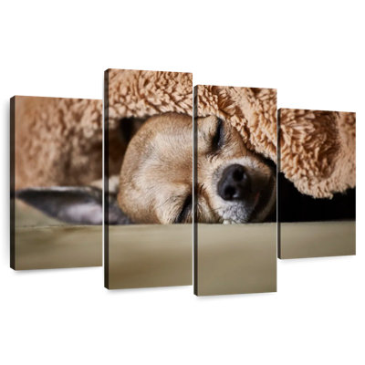 Brampt Sleeping Chihuahua