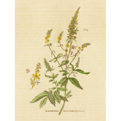 " Herbal Botanical Crop "