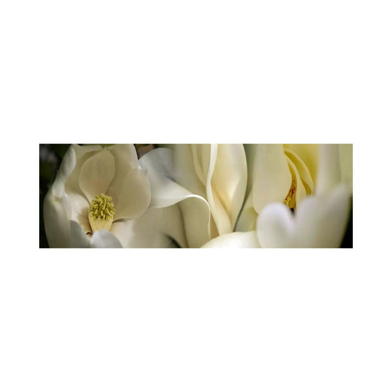 Magnolia Flowers - Wrapped Canvas Panoramic Print, 30.48 cm H x 91.44 cm W x 1.91 cm D