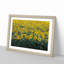 Field of Yellow Sunflowers - Picture Frame Graphic Art Print-56713187-56713189