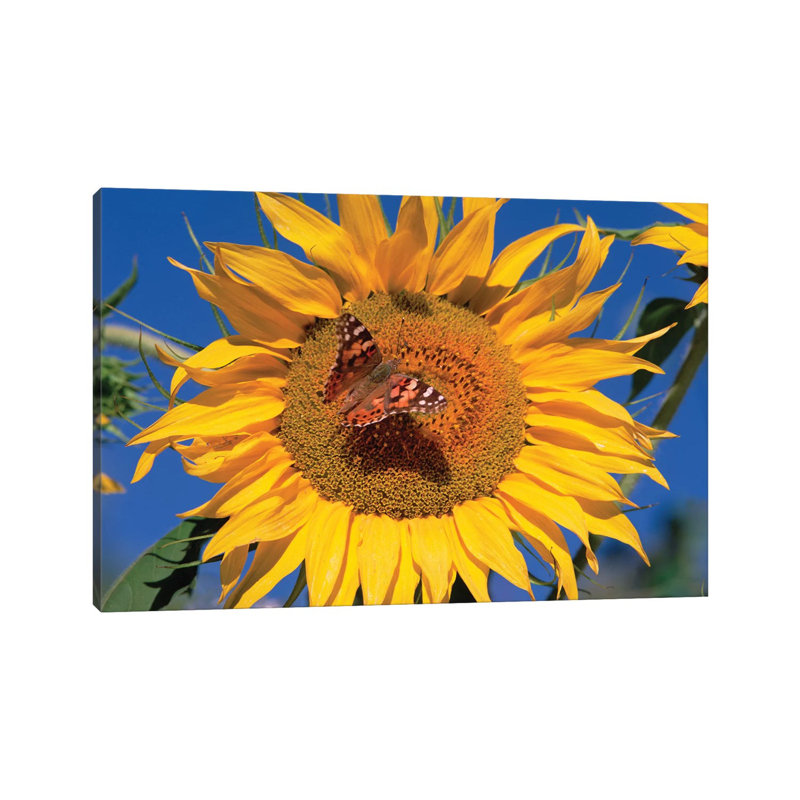 Painted Lady Butterfly On Sunflower, New Mexico by Tim Fitzharris - No Frame Gallery-Wrapped Canvas Giclée on Canvas