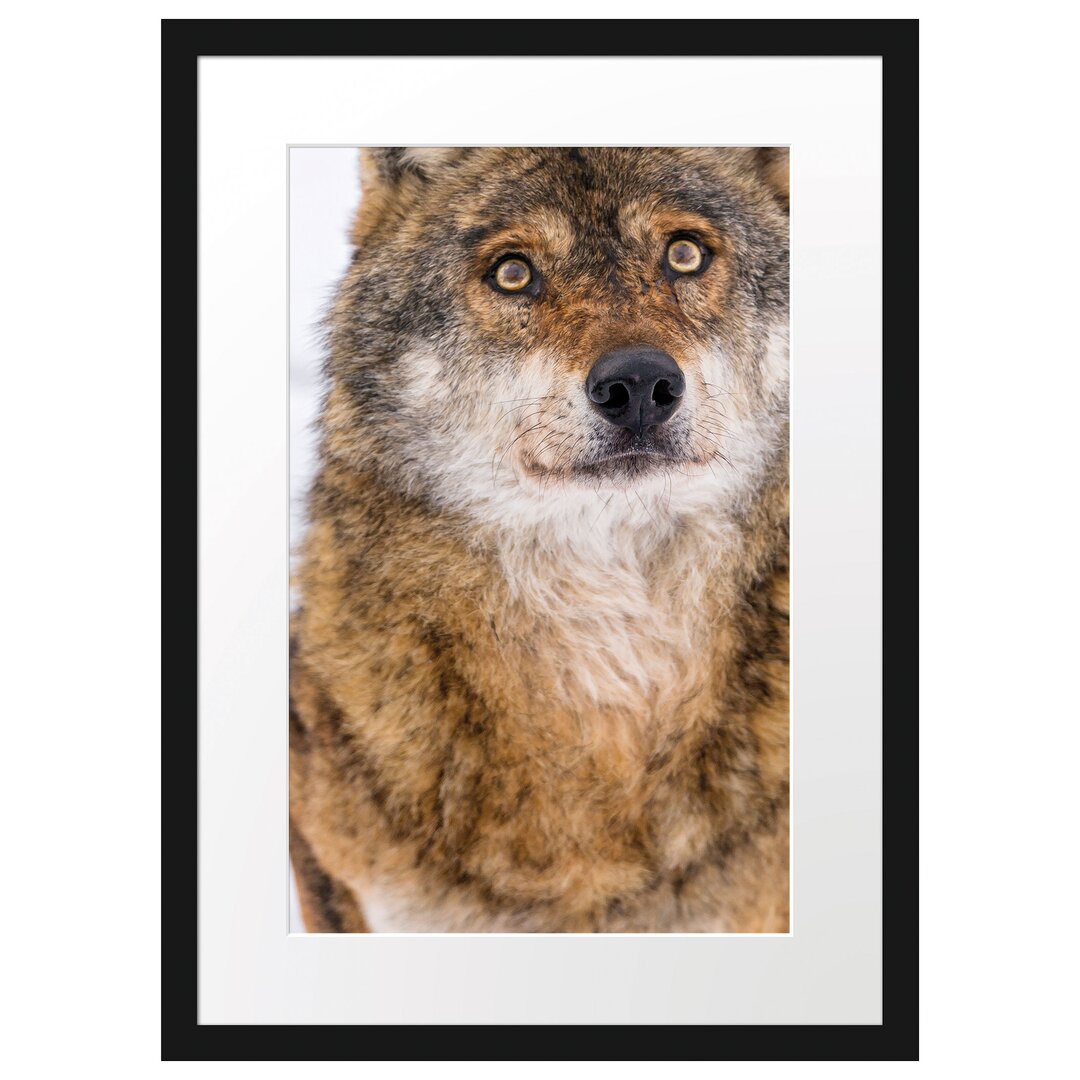 Gerahmtes Poster Niedlicher Wolf im Schnee