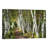 A Walk Through The Birch Trees by Danny Head - Print on Canvas-69997778-101344044-56733377