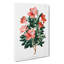 Chinese Azalea - Wrapped Canvas-55323947