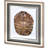 Tortoise Shell Detail I by Naomi McCavitt a Framed Art Print Matted under Glass