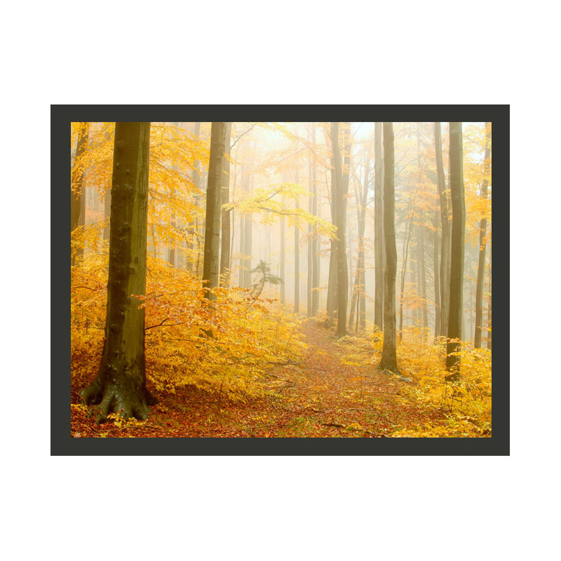 Autumn Wood 270cm x 350cm Wallpaper, 300 cm x 231 cm