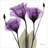 X-ray Royal Purple Gentian