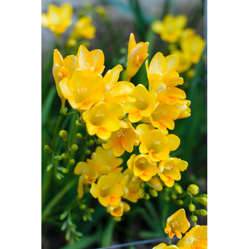 Freesia Golden Yellow Flowers Close Up by CoinUp - Wrapped Canvas Print, 46cm H x 30cm W x 3.8cm D