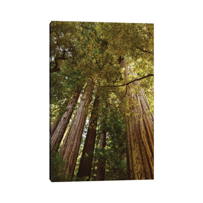 Redwood Forest by Bethany Young - Print on Canvas