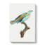 Abyssinian Roller Bird - Wrapped Canvas-55368793