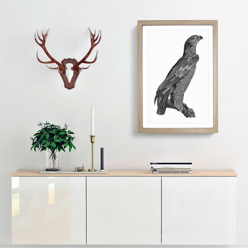 Spotted Eagle Illustration - Framed Print, 48cm H x 36cm W x 2cm D, Oak Framed