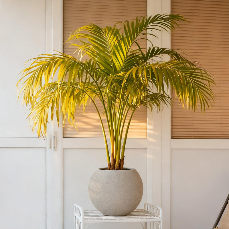 Élégant pot à fleurs de 17,1 po de diamètre avec oxyde de magnésium et drainage intégré Sierra