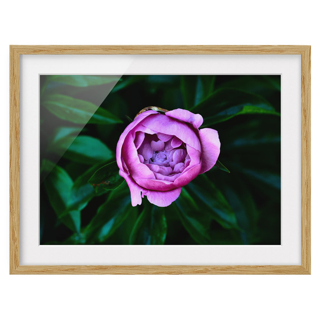 Gerahmter Grafikdruck Purple Peony Blossom vor den BlÃ¤ttern