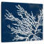Brampt marine corail I corail-109206494