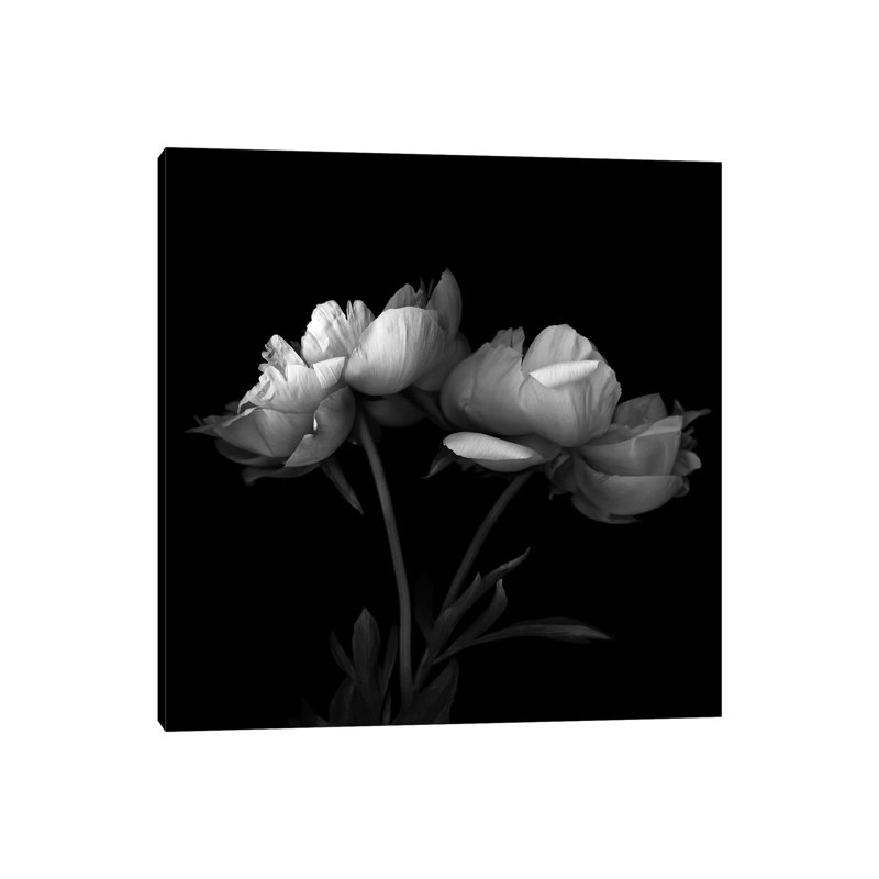 Peony V, B&W by Magda Indigo - Wrapped Canvas Gallery-Wrapped Canvas Giclée, 45.72 cm H x 45.72 cm W