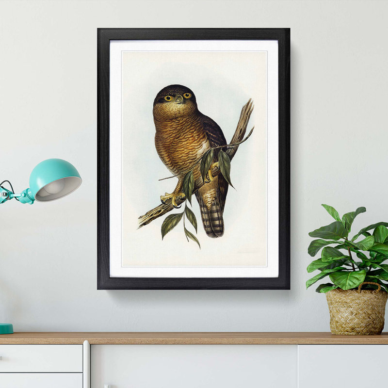 Rufous Owl by Elizabeth Gould - Picture Frame Graphic Art Print, 60cm H x 40cm W x 2cm D, Black