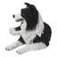 Border collie couché