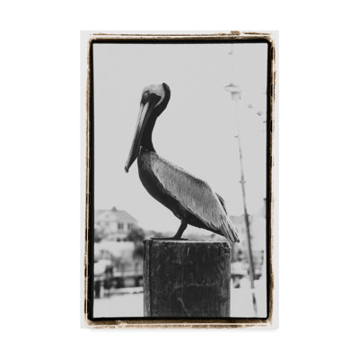 « pelican perché », reproduction de photo sur toile