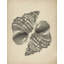 Detailed Spiral Shells by Josie George — Still Life Wall Art-689883921-689883940-689883941
