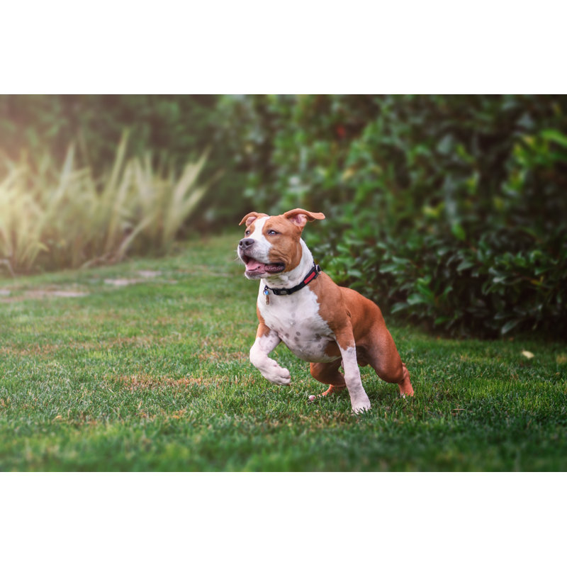 American Staffordshire Terrier Playing by Emre Ceylan - Wrapped Canvas Print, 20.32cm H x 30.48cm W