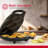 Holstein Housewares 6-Section Arepa Maker,  Non-Stick Multi-Food Maker - Arepas, Mini Pancakes, Corncakes and More-50342679