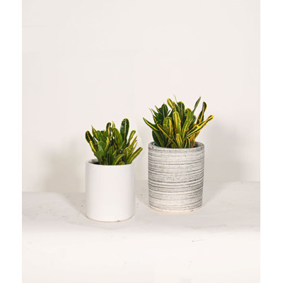 Upshining Live Foliage Plant in Ceramic Pot