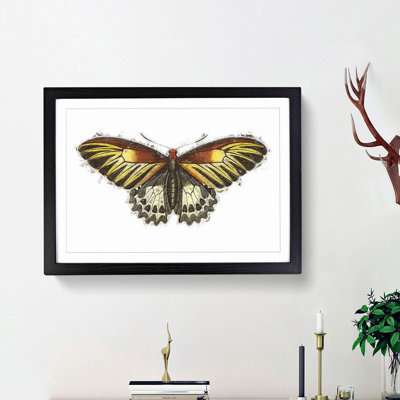 Brown Butterfly by George Shaw - Framed Print