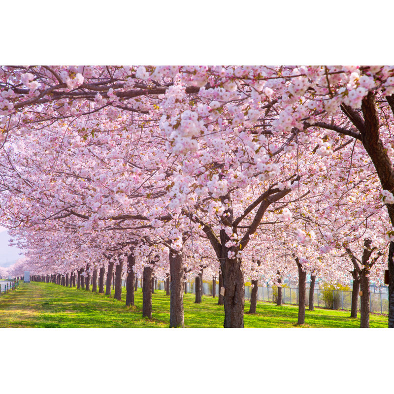 " Cherry Tress Blooming, Pink, Rows From Left ", 24" H x 48" W x 1.5" D
