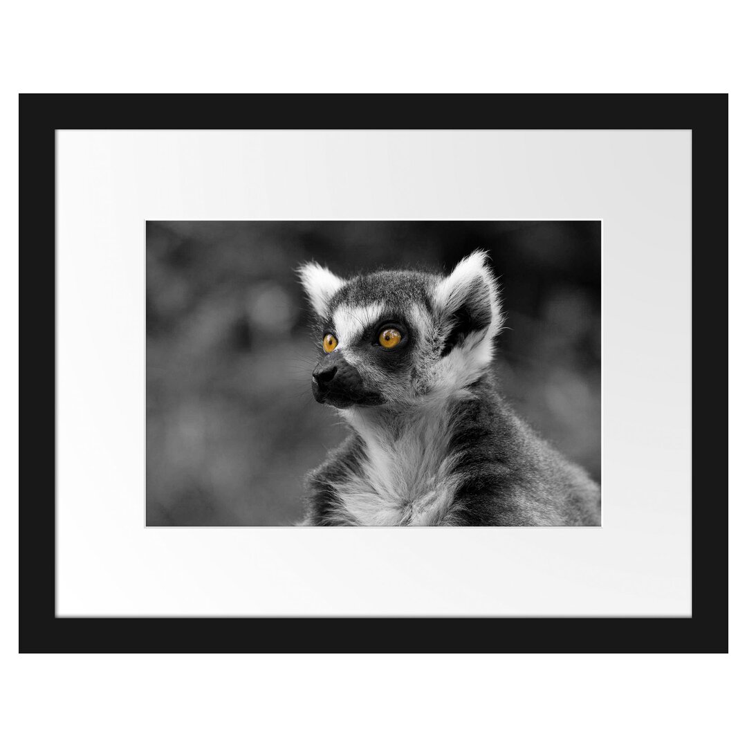 Schöner, aufmerksamer Lemur Gerahmtes Poster