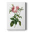 Botanical Beauty IV - Gallery Cavas-479282122