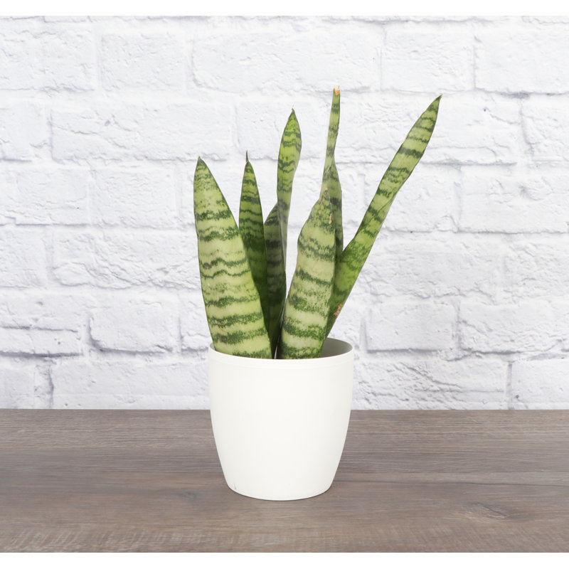 Live Zeylancia Snake Plant in Classic Pot, White