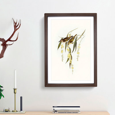 Brown Honeyeater Birds by Elizabeth Gould - Picture Frame Graphic Art Print