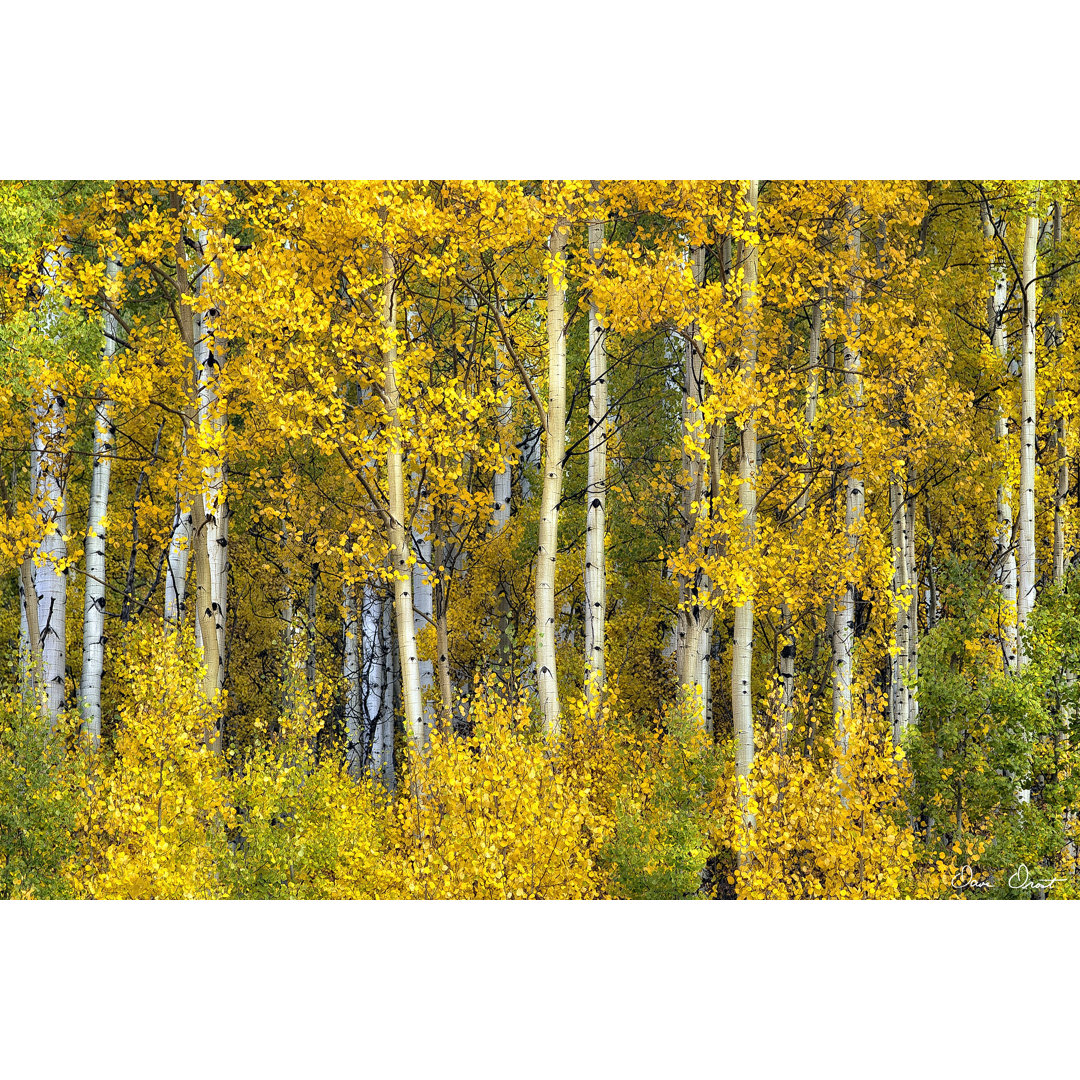 Leinwandbild Yellow Woods II