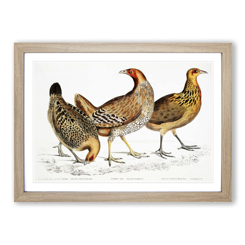 Illustration of Hens by John Edward Gray - Picture Frame Painting Print, Oak Framed, 48cm H x 65cm W x 2cm D