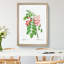 Robinier Rose Flowers by Pierre-Joseph Redoute - Picture Frame Painting Print-55618378-55618379