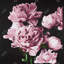 Pink Peonies - Romantic Framed Canvas for Home Decor
