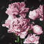 Toile noire botanique romantique | Pivoines roses-306601649-306601658