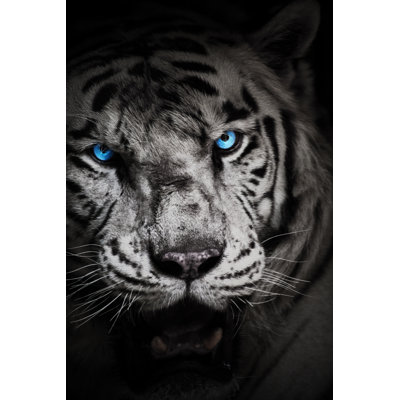 Yanchep White Tiger - Wrapped Canvas Print