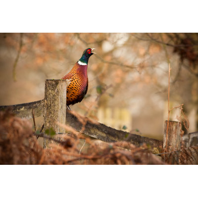 Common Pheasant by Damiankuzdak
