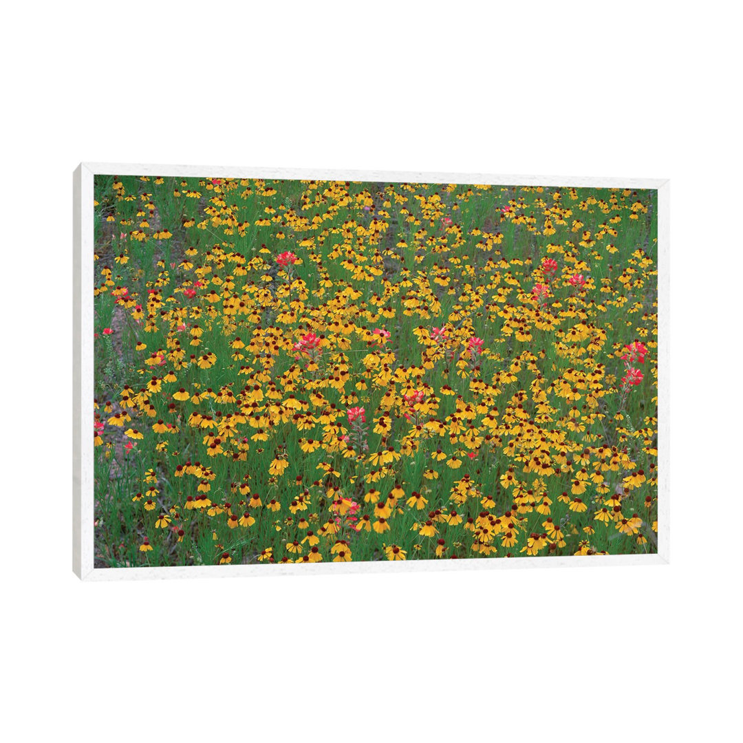 Paintbrush And Coreopsis Meadow, Hill Country, Texas von Tim Fitzharris - Gallery-Wrapped Canvas Giclée