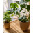 Petekar Pot Planter-443271996