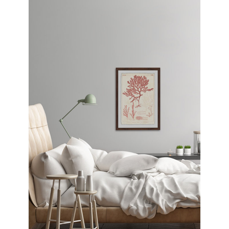 Antique Coral Seaweed IV - Reproduction d'art graphique encadré, H 18 po x l 12 po x P 3,5 po