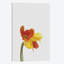 « tulipe », impression sur toile-29682710-74381929-74381935