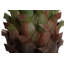 82cm Faux Agave Plant in Pot