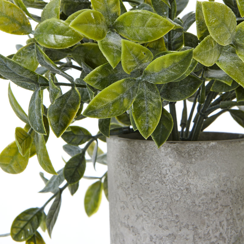 Andaiye 20cm Plant in Pot
