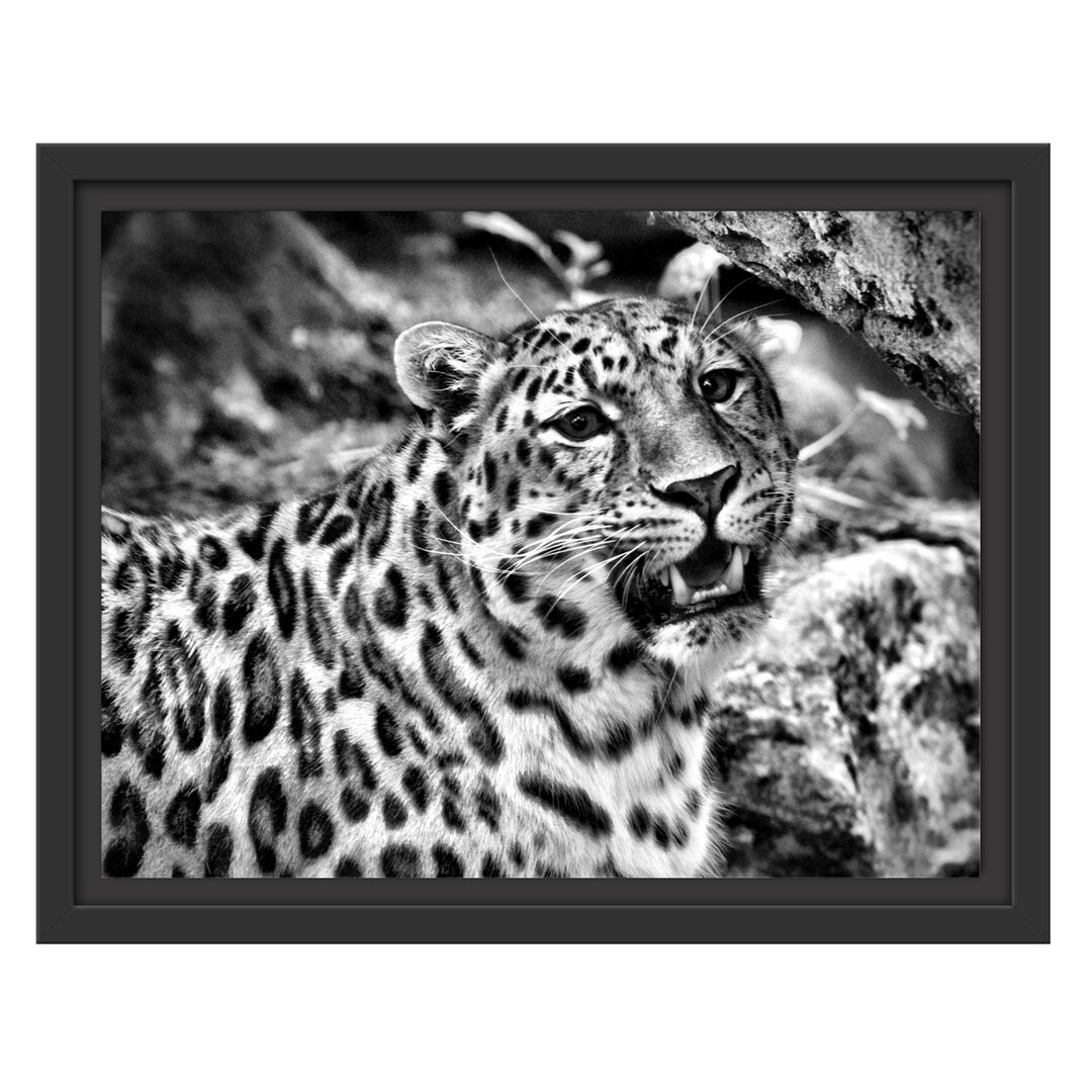 Gerahmtes Wandbild prachtvoller Leopard