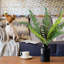 19,7 plante