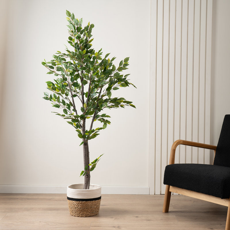 155cm Faux Ficus Tree in Pot